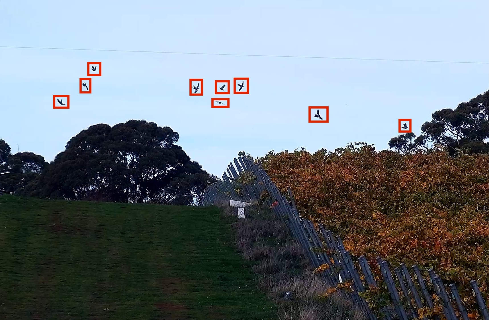 Software detection